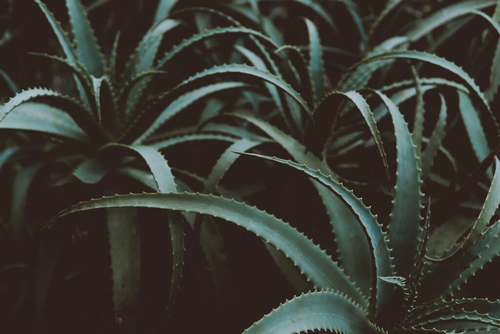 Aloevera