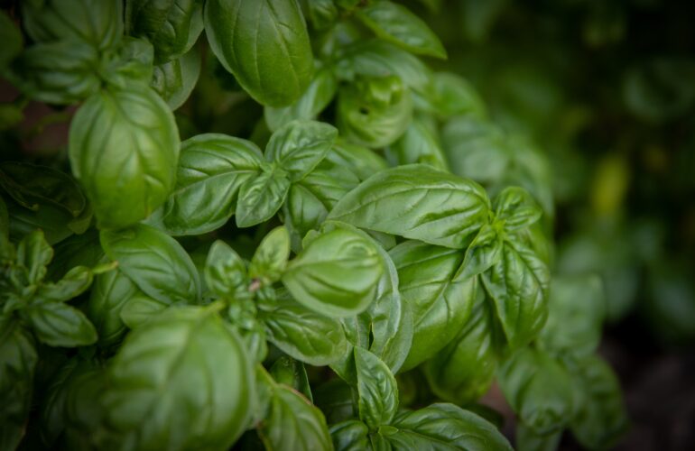 Tulsi leaves