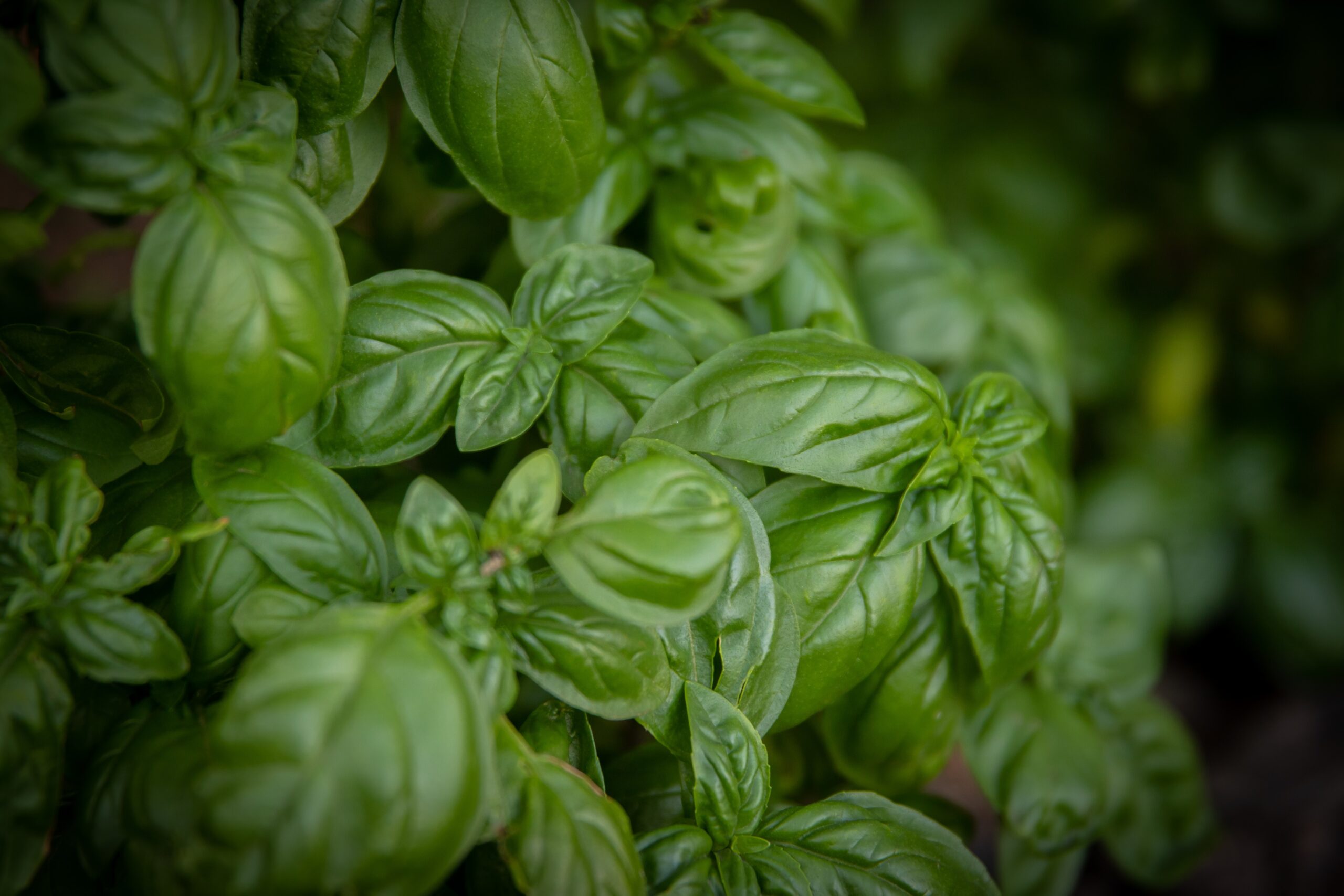 Tulsi leaves