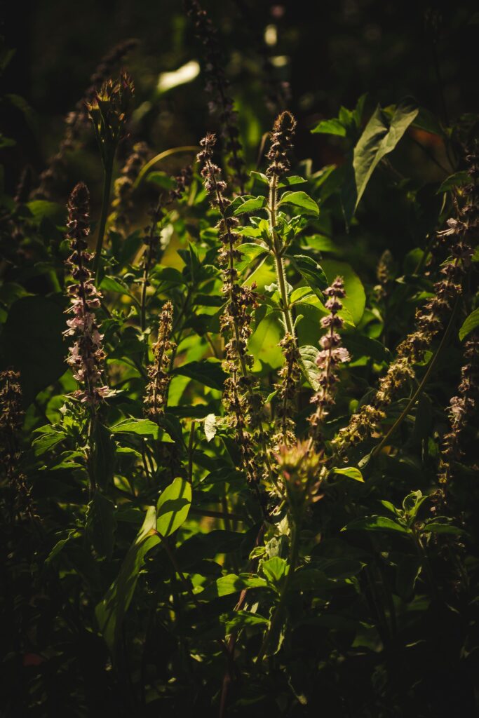 tulsi plant